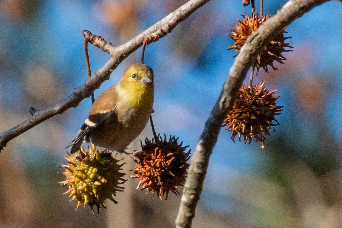 American Goldfinch - ML646358499