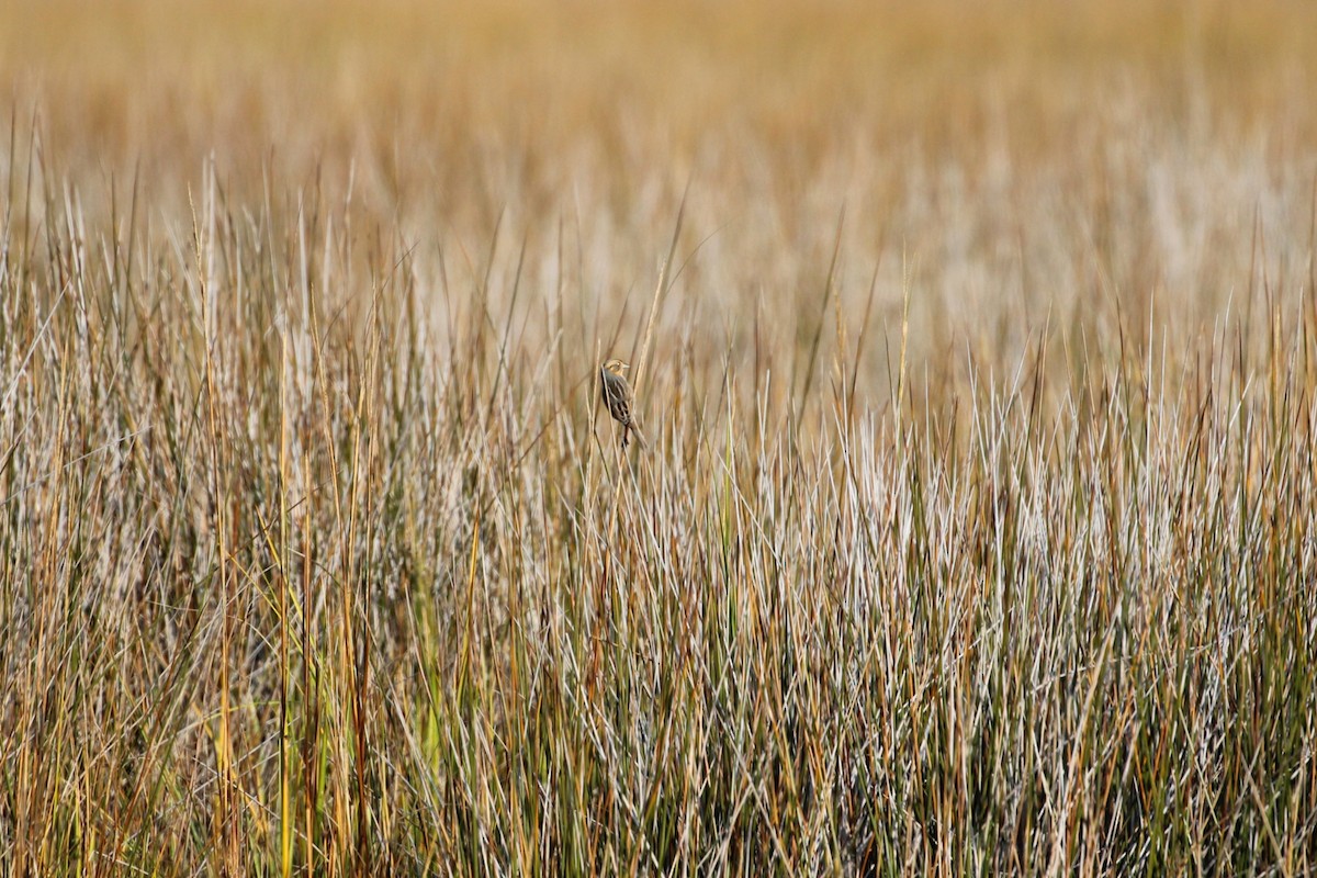 Nelson's Sparrow - ML646358500