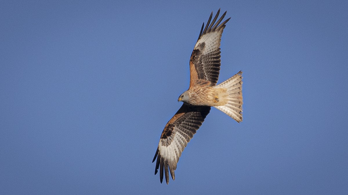 Red Kite - ML646358501