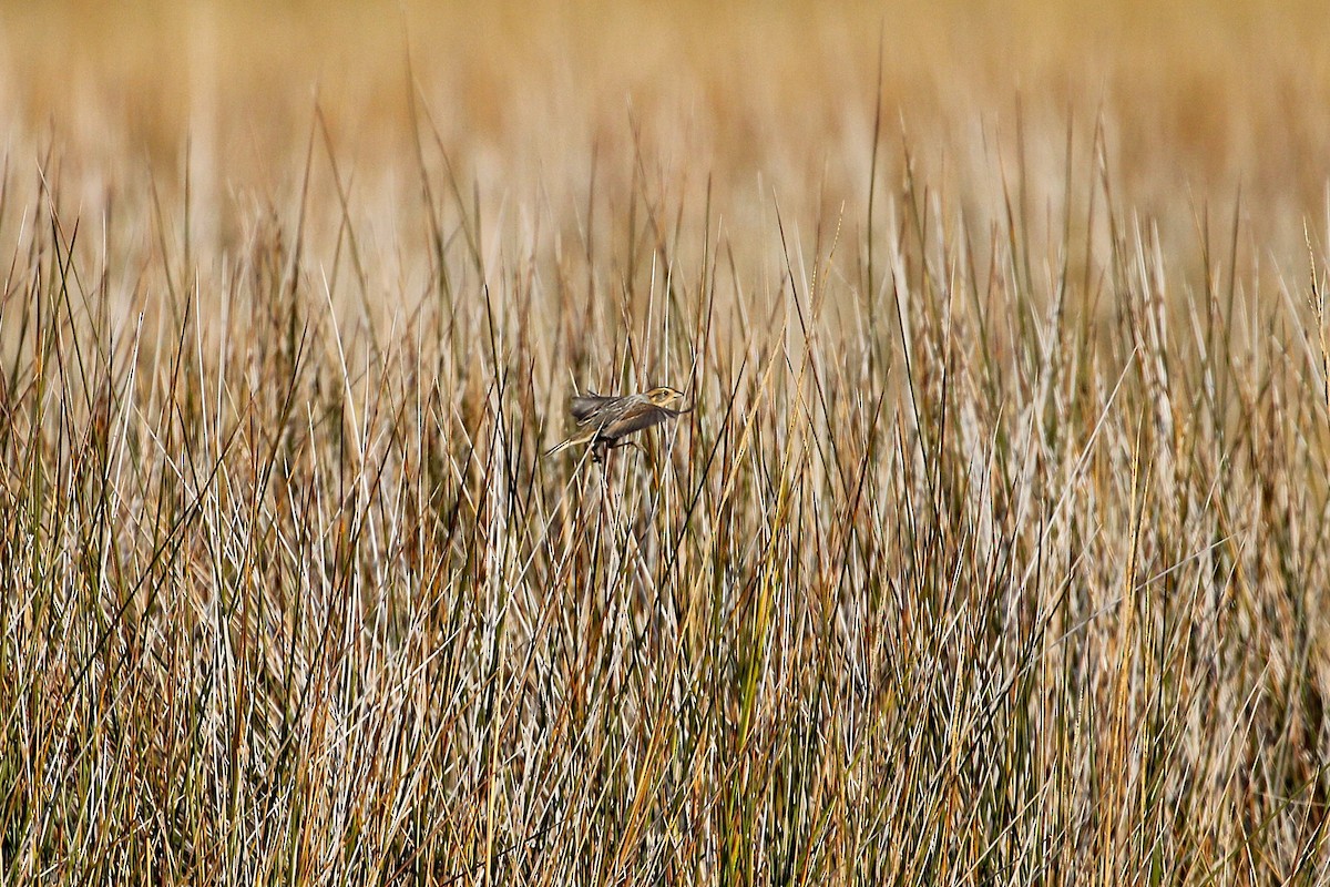 Nelson's Sparrow - ML646358502