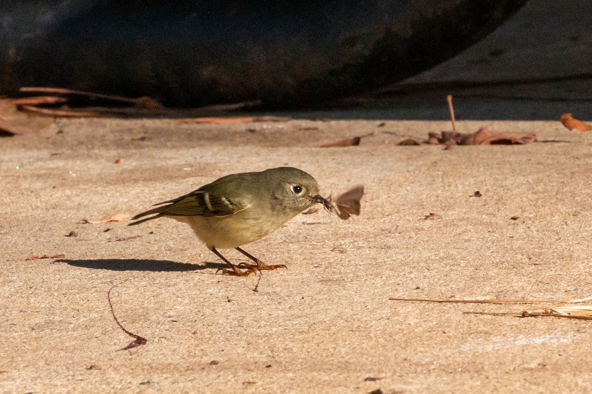 Ruby-crowned Kinglet - ML646358503