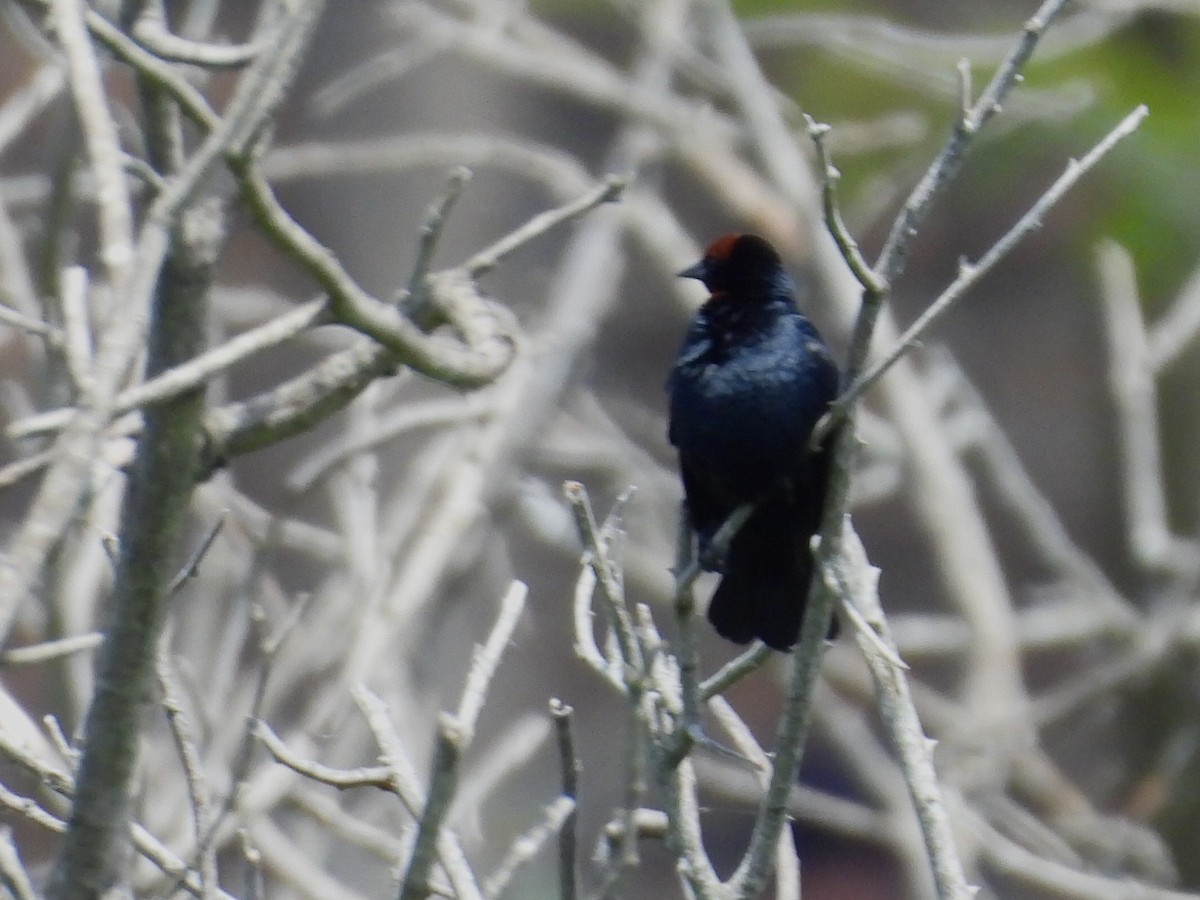 Chestnut-capped Blackbird - ML646358504
