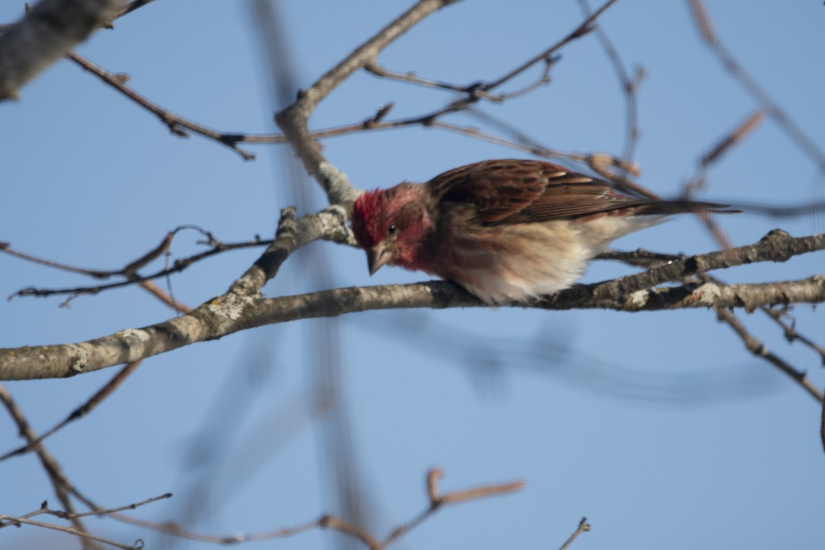 Purple Finch - ML646358505