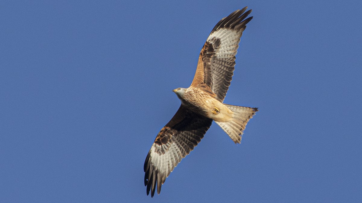 Red Kite - ML646358506