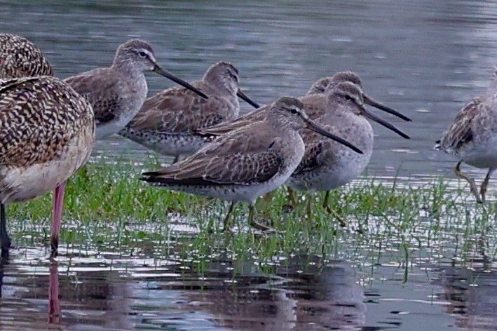 Short-billed Dowitcher - ML646358507