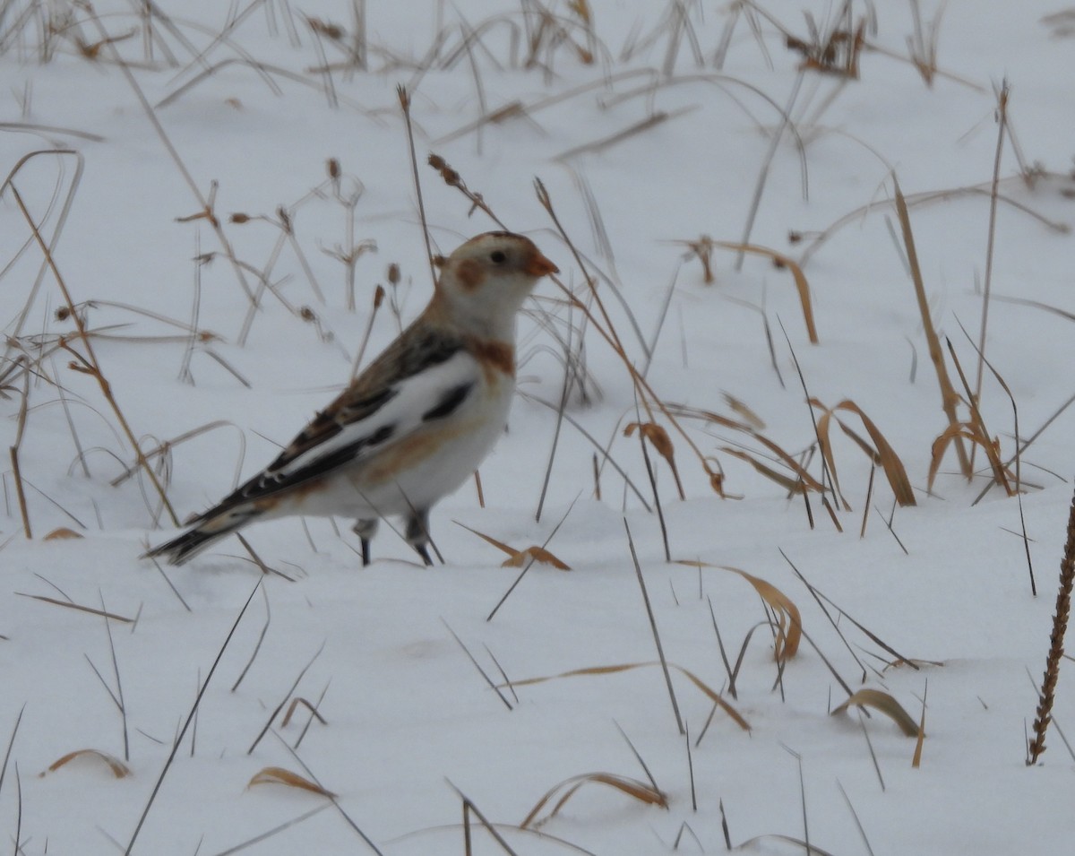 Snow Bunting - ML646358510