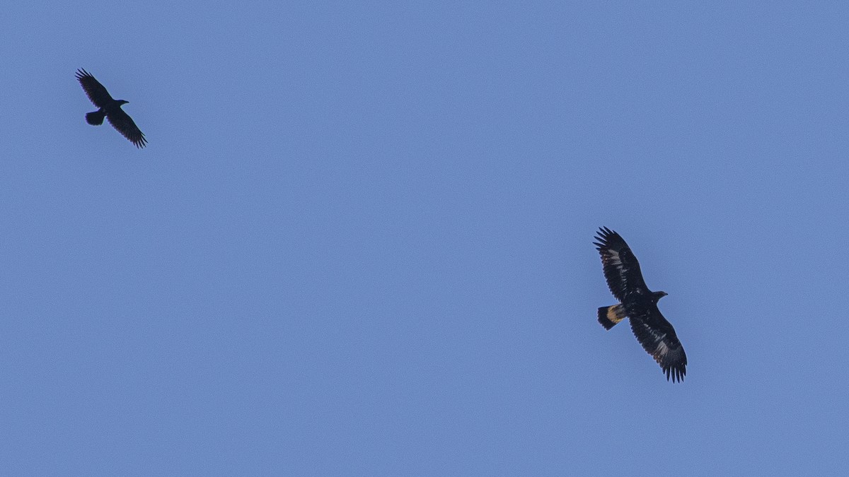 Golden Eagle - ML646358512