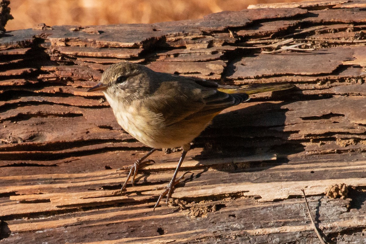 Palm Warbler - ML646358514
