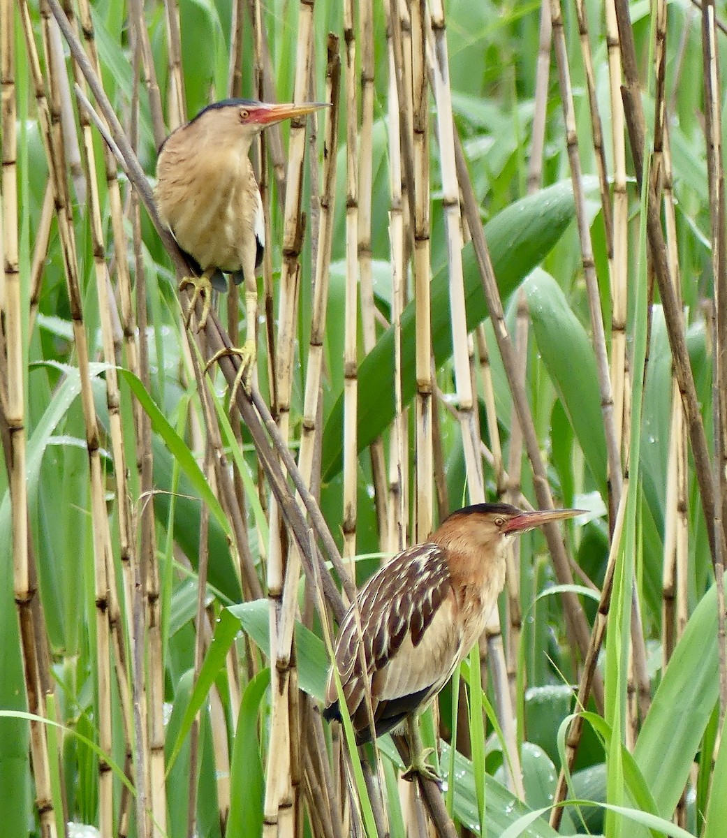 Little Bittern - ML646358515