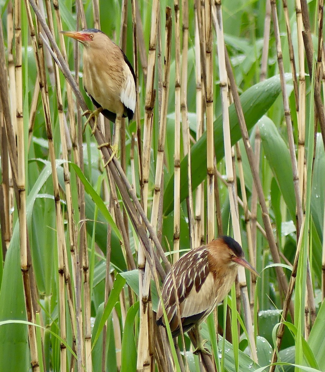 Little Bittern - ML646358516
