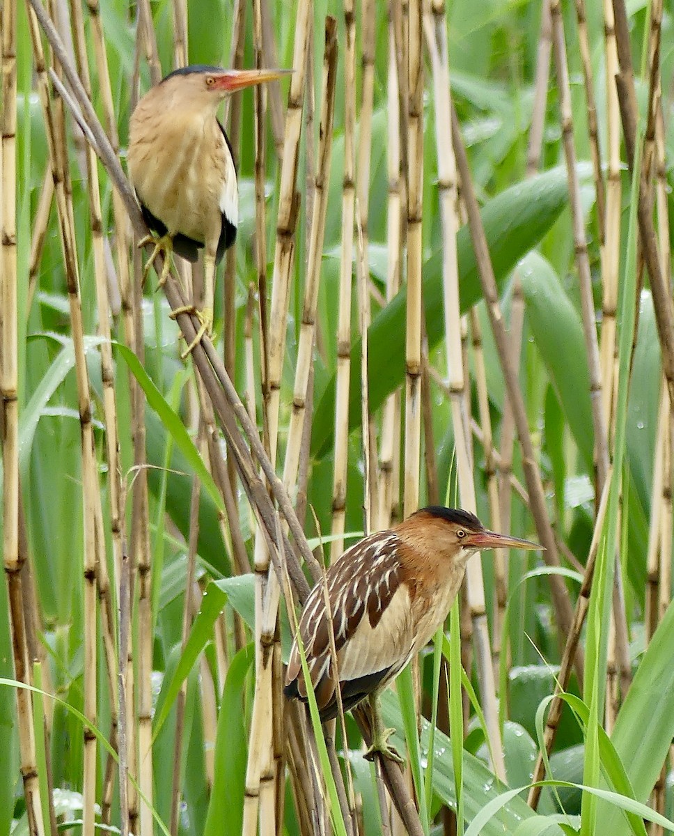 Little Bittern - ML646358517