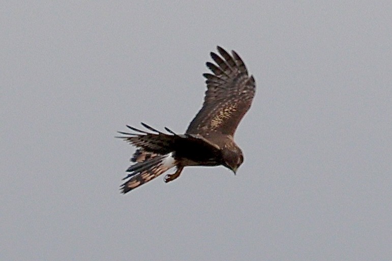 Northern Harrier - ML646358523