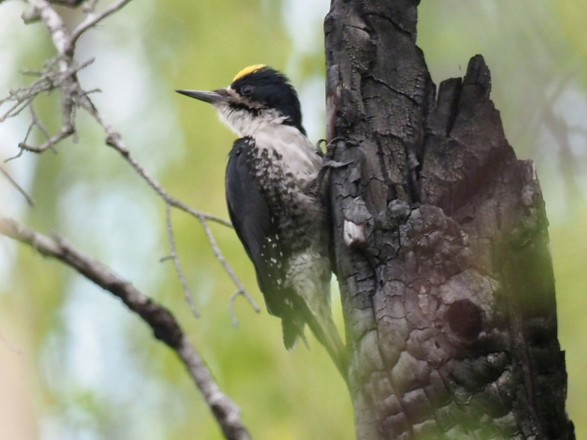 Black-backed Woodpecker - ML646358524