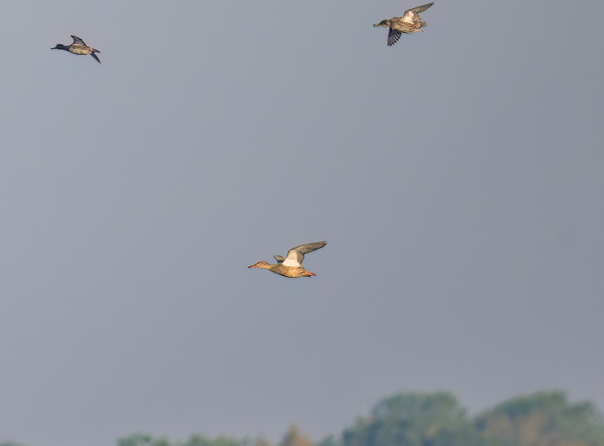 Northern Shoveler - ML646358525