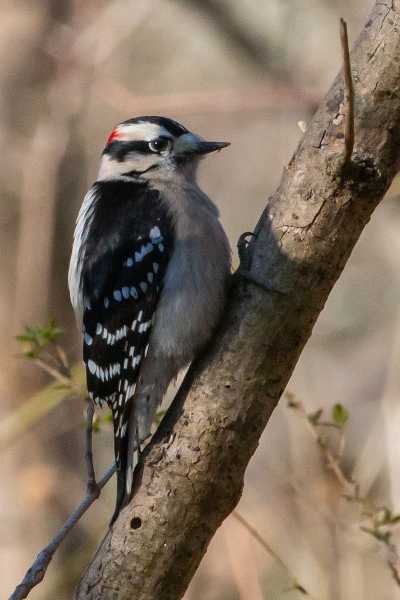 Downy Woodpecker - ML646358526