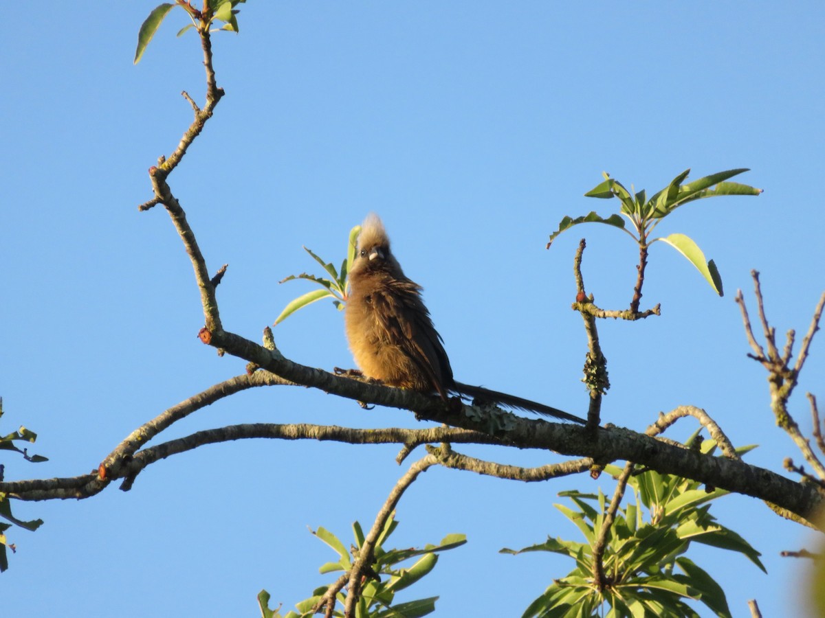 Speckled Mousebird - ML646358527