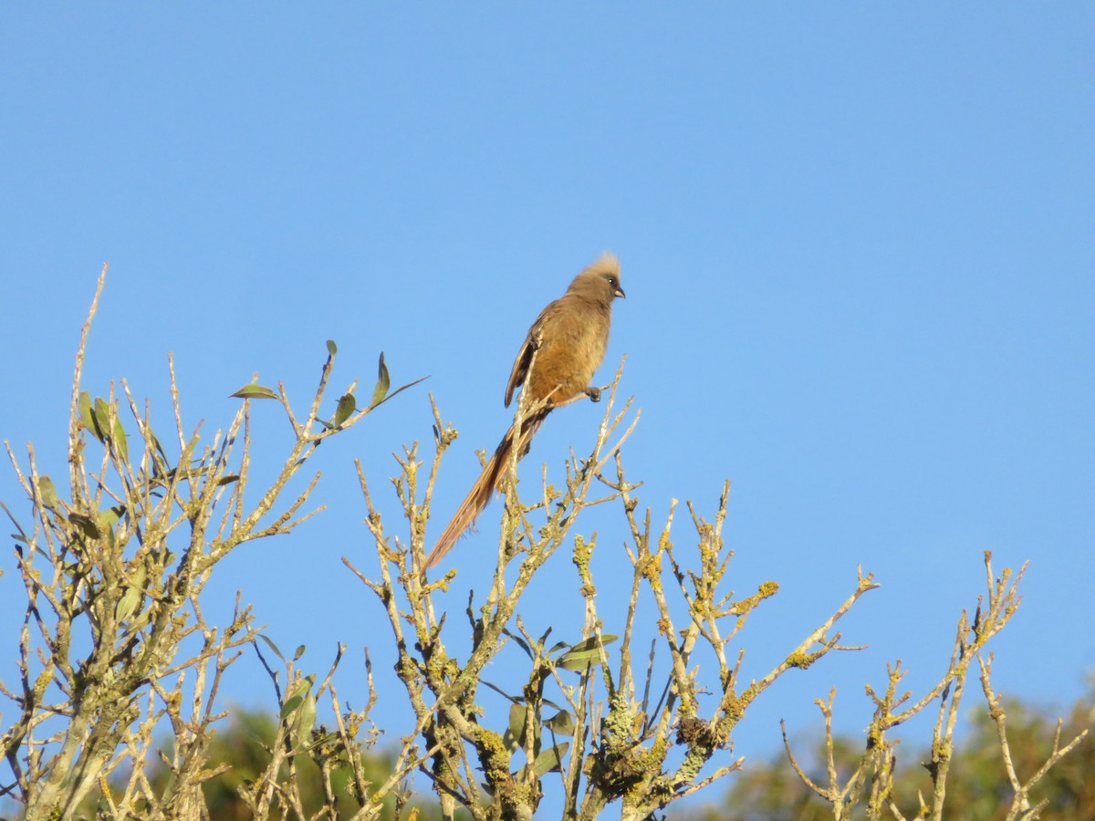 Speckled Mousebird - ML646358528