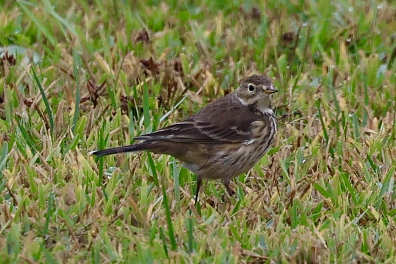 American Pipit - ML646358530