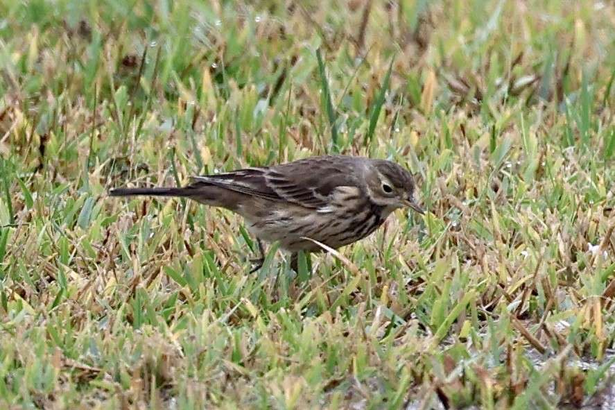 American Pipit - ML646358531