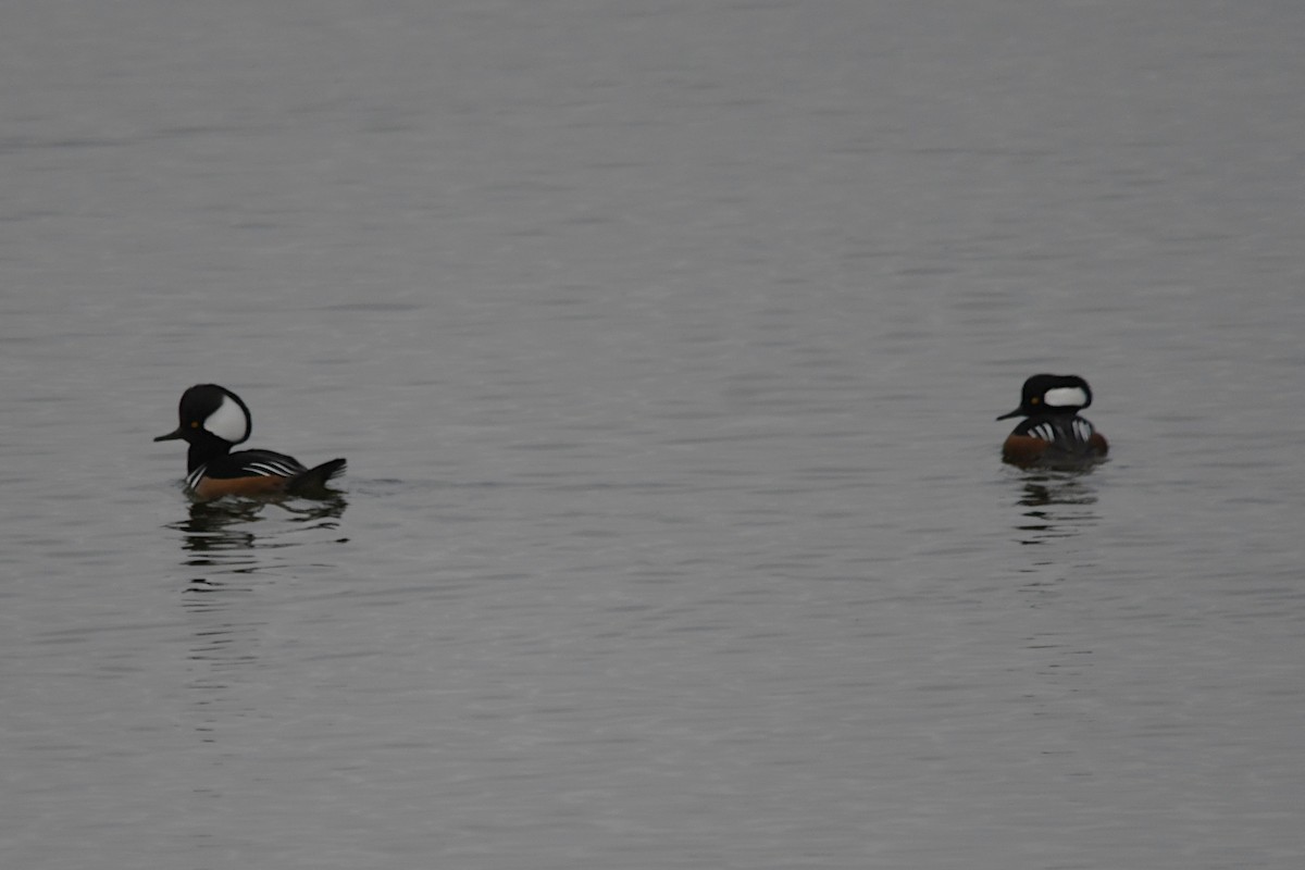 Hooded Merganser - ML646358532