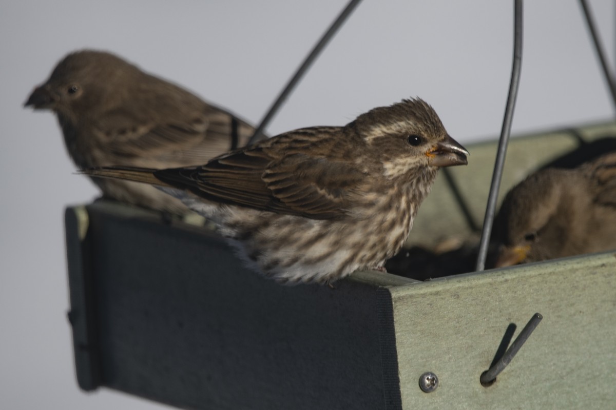 Чечевиця кармінова - ML646358540