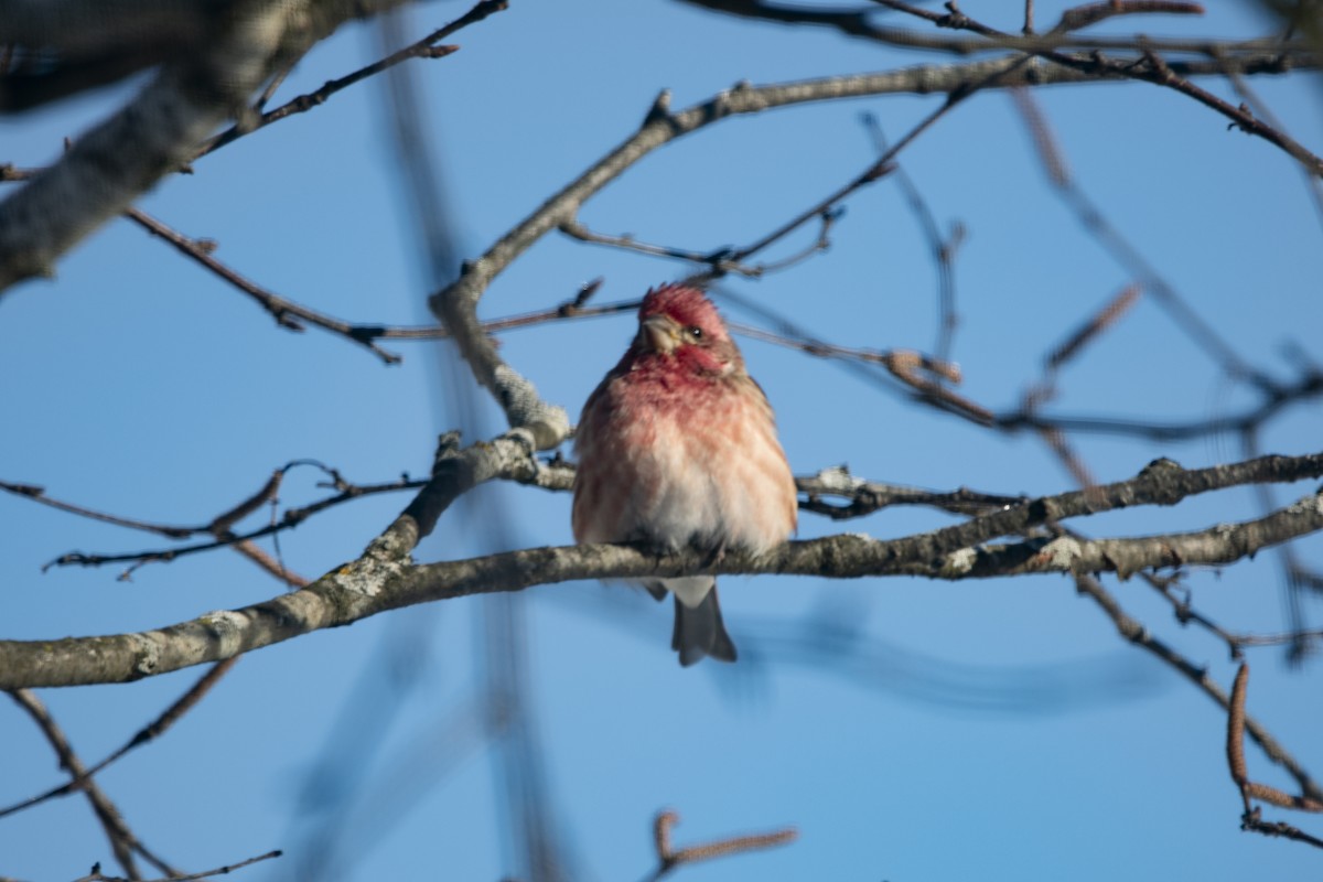 Чечевиця кармінова - ML646358541