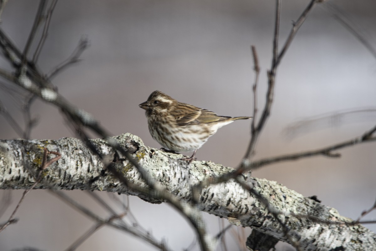 Чечевиця кармінова - ML646358542