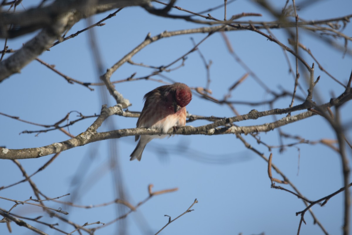 Чечевиця кармінова - ML646358543