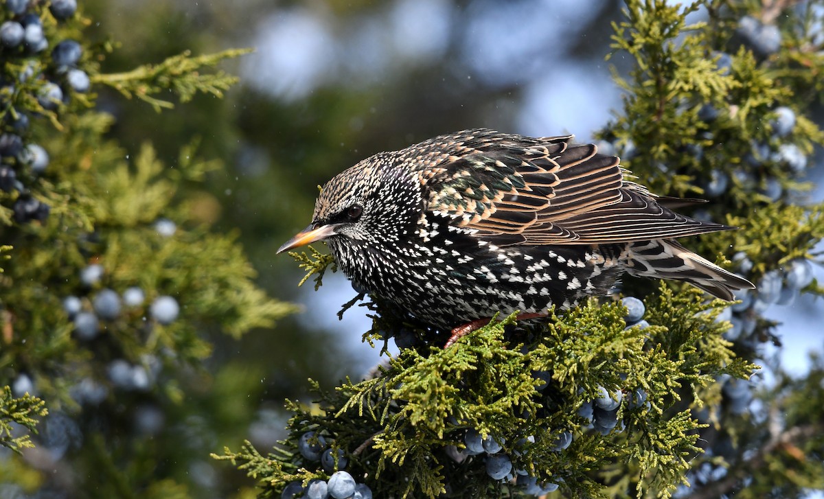 European Starling - ML646358544