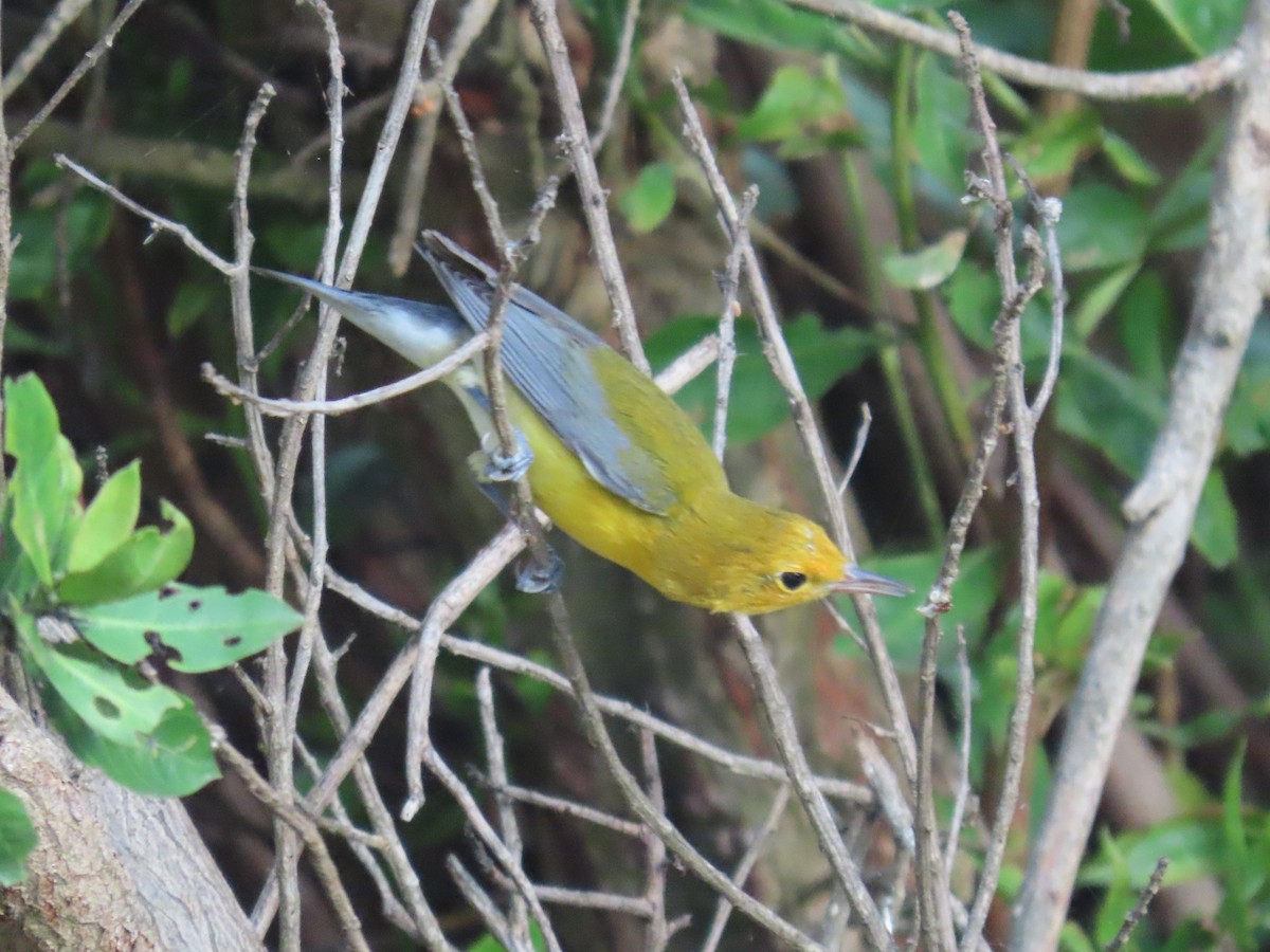 Prothonotary Warbler - ML646358545