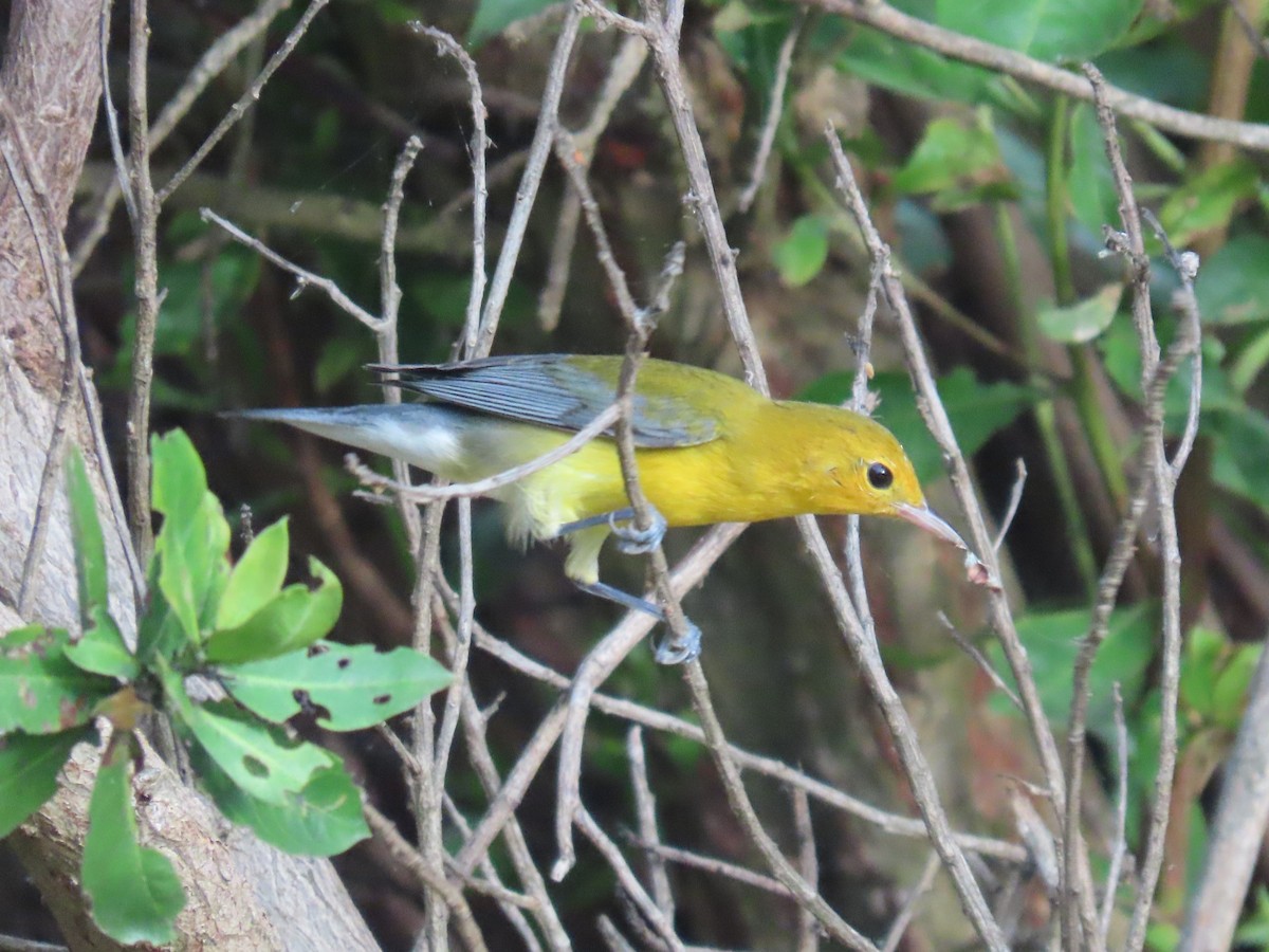 Prothonotary Warbler - ML646358546