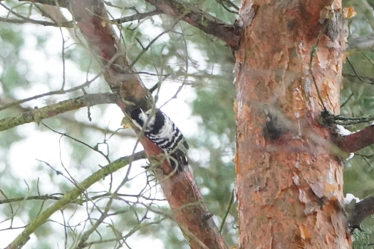 Lesser Spotted Woodpecker - ML646358548