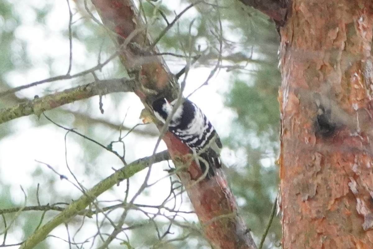 Lesser Spotted Woodpecker - ML646358549