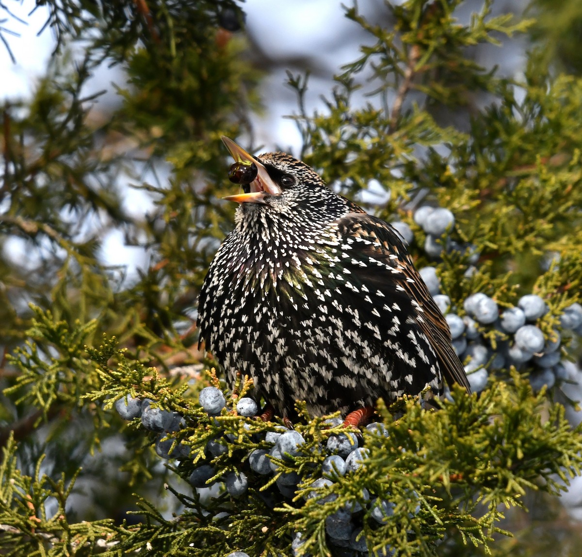European Starling - ML646358551