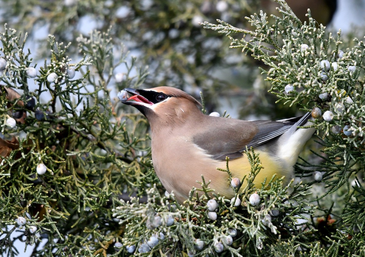 Cedar Waxwing - ML646358555