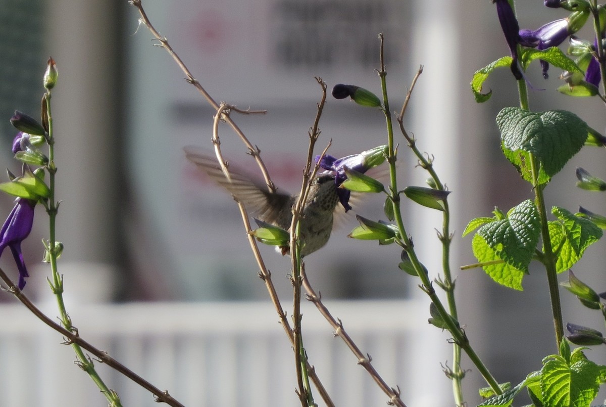 Black-chinned Hummingbird - ML646358557