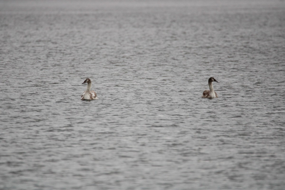 疣鼻天鵝 - ML646358558