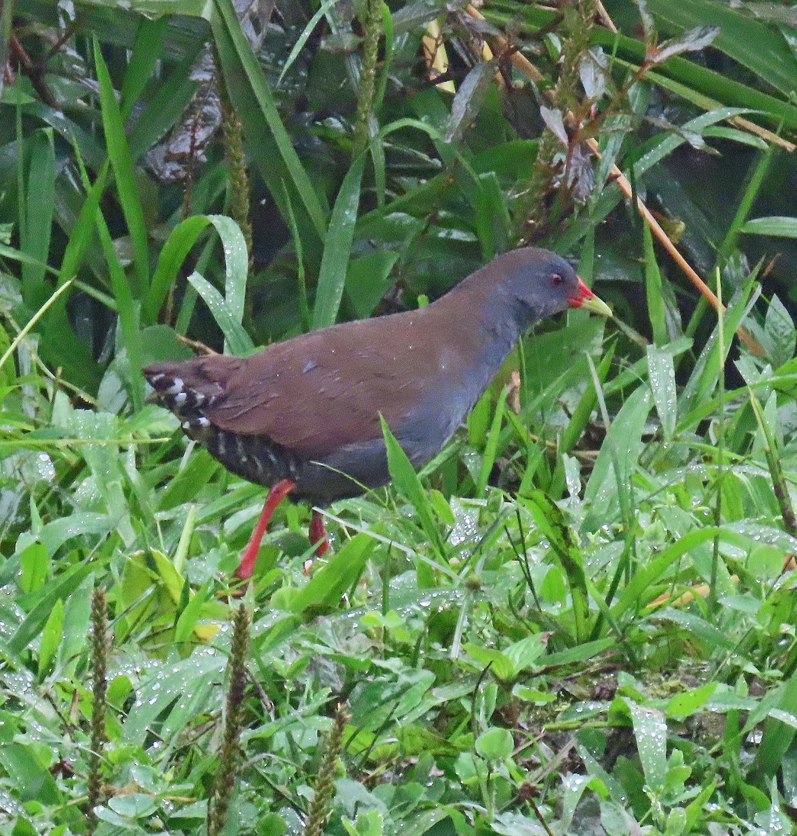 Пастушок золотодзьобий - ML646358563