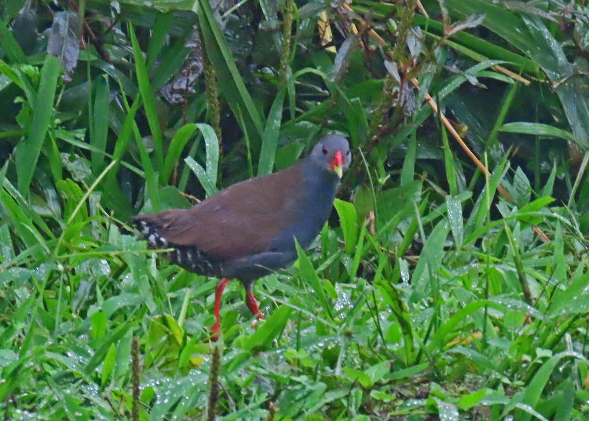 Пастушок золотодзьобий - ML646358564