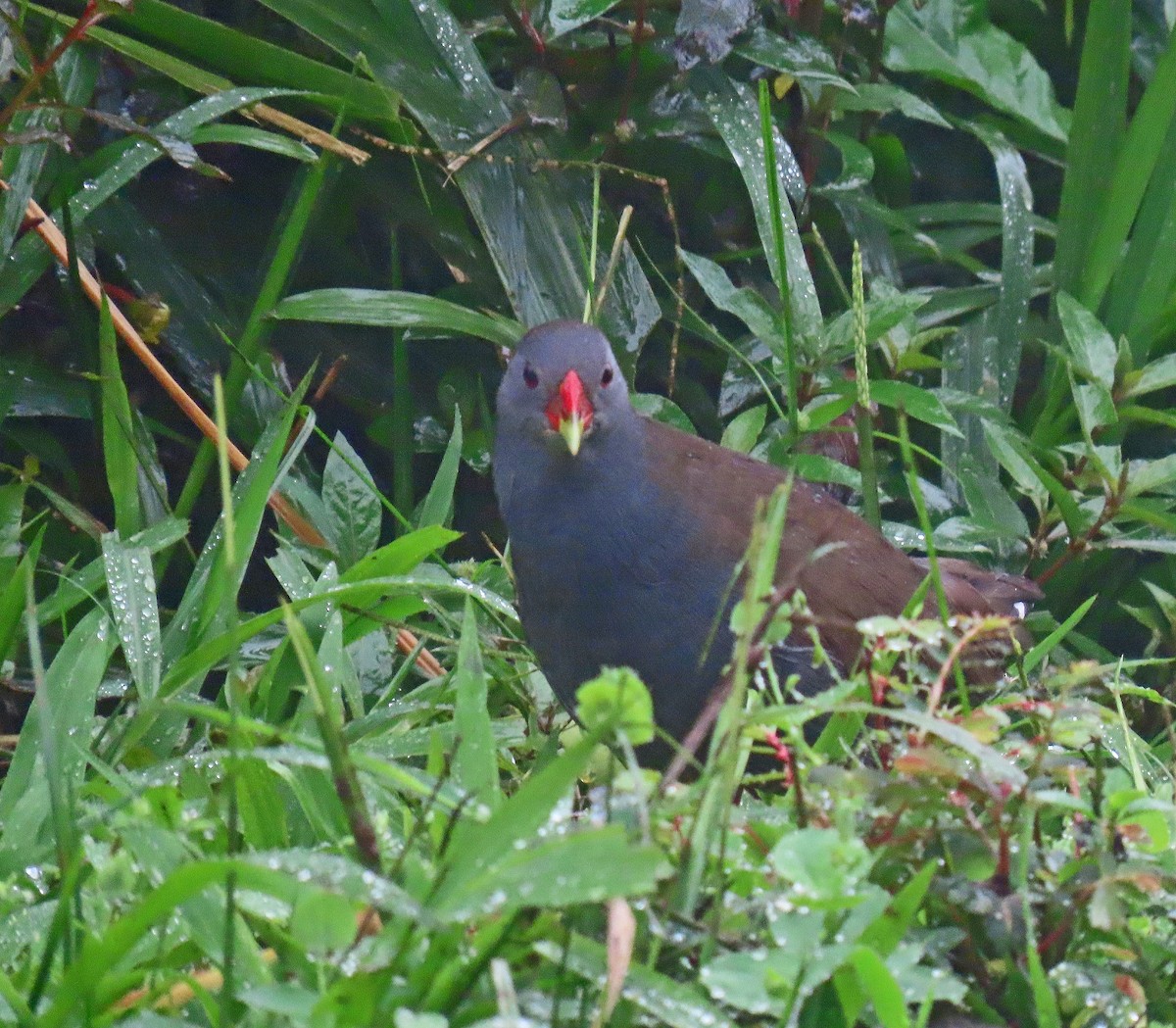 Пастушок золотодзьобий - ML646358565