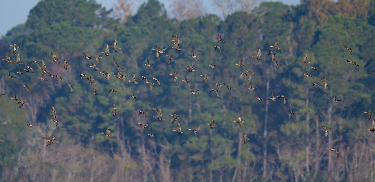 Чирянка мала - ML646358567