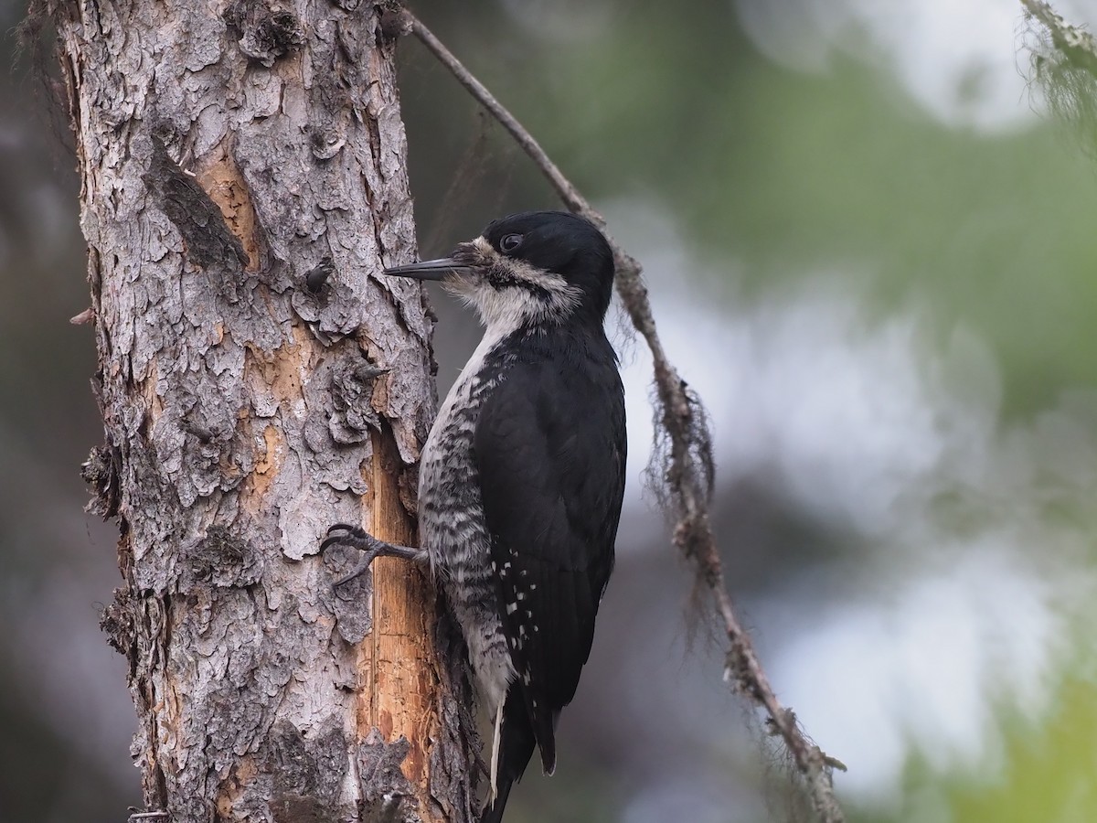 Дятел північний - ML646358568