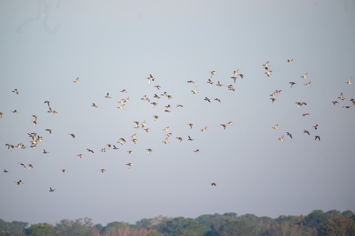 Чирянка мала - ML646358569