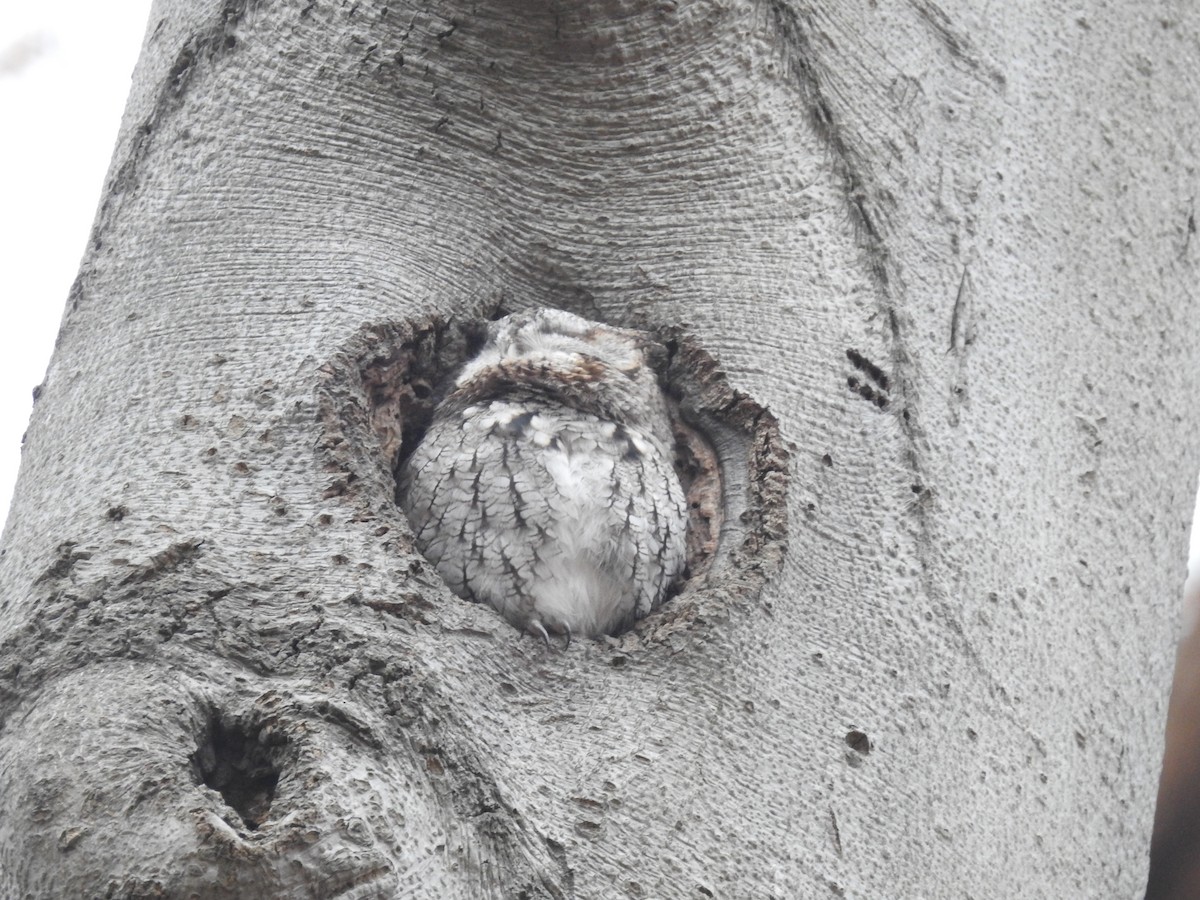 Сплюшка північна - ML646358570