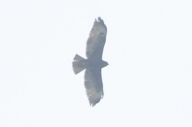 Канюк короткохвостий - ML646358571