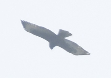 Канюк короткохвостий - ML646358572