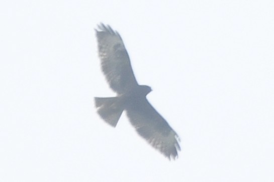 Канюк короткохвостий - ML646358573