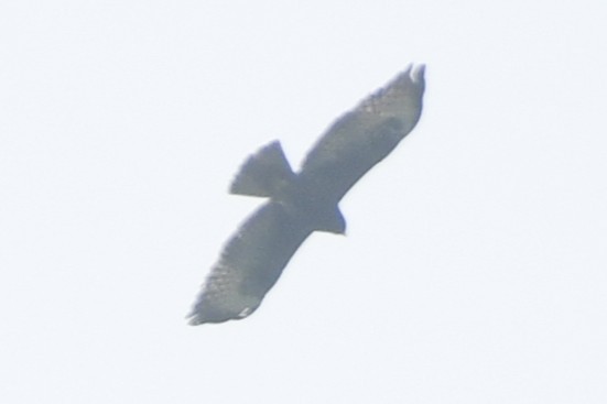 Канюк короткохвостий - ML646358574