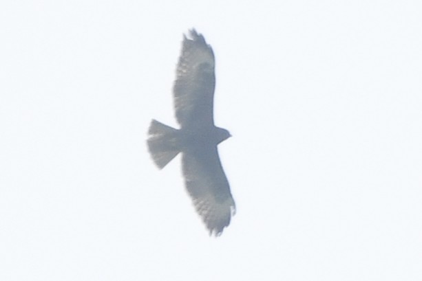 Канюк короткохвостий - ML646358575