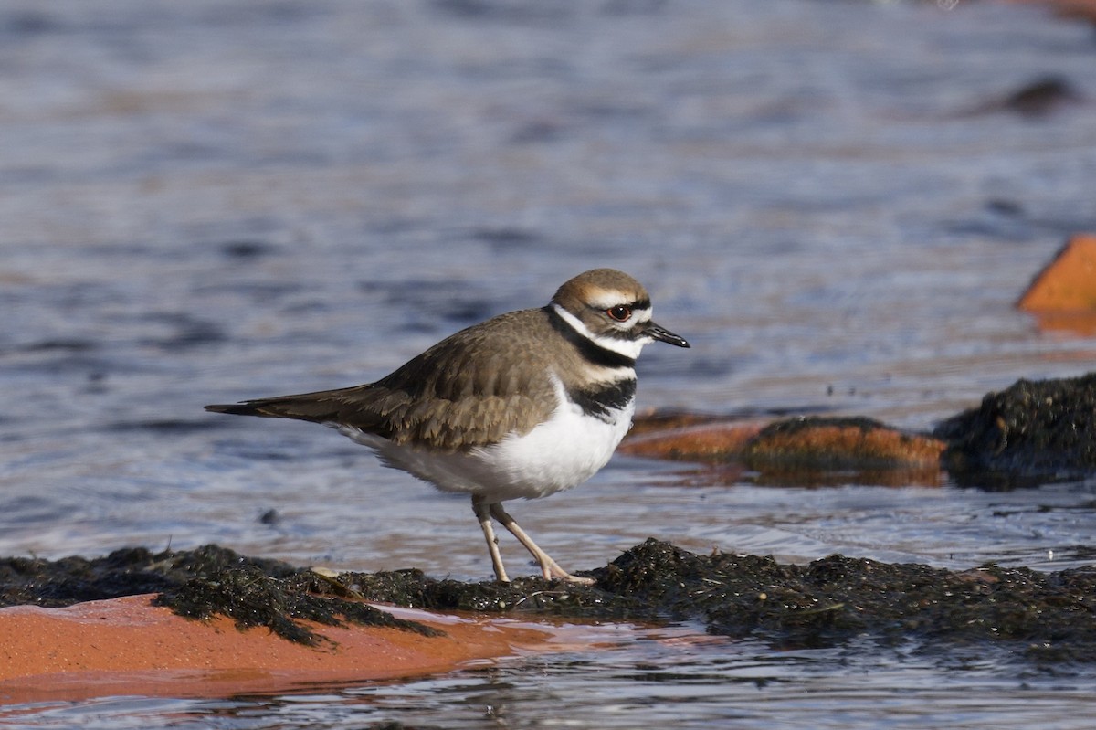 Пісочник крикливий - ML646358580